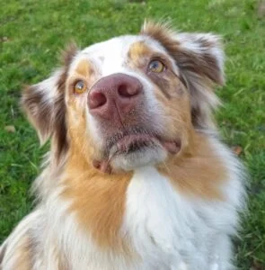 tête de berger australien