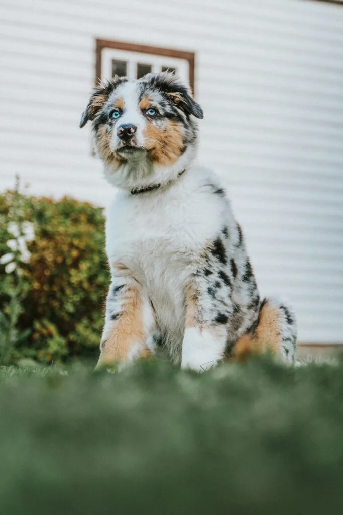chiot berger australien bleu merle