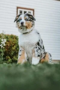 Berger Australien Bleu Merle chiot